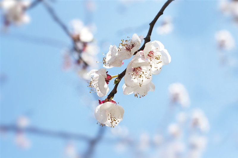 OG东方厅·(中国大陆)