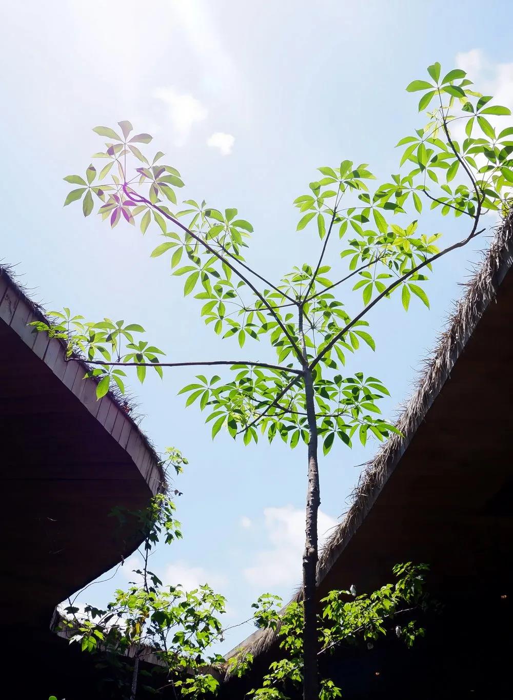 OG东方厅·(中国大陆)